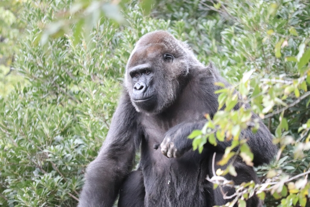 えいごでどうぶつえん Let S Go To 上野動物園 英語で学ぶリアルいきもの図鑑 Urauratour東京