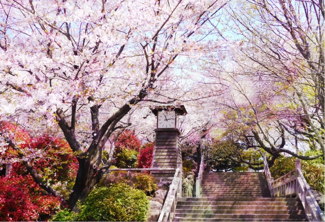 ☆期間限定☆【東京桜さんぽツアー♪花といえば桜、桜といえば飛鳥山！】～森は花見し飛鳥山♪300年以上続く桜の名所へ～