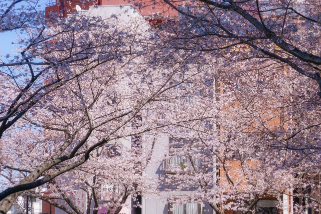 ☆期間限定☆【東京桜さんぽツアー♪ソメイヨシノはここから生まれた！】～桜といえばソメイヨシノ！発祥の地をめぐる～